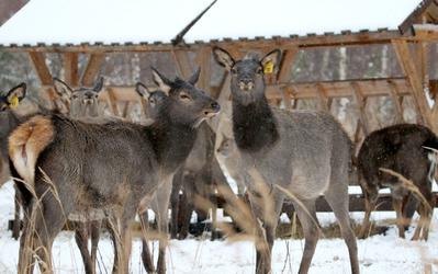 Алтайских племенных оленей разводят в Рязанской области