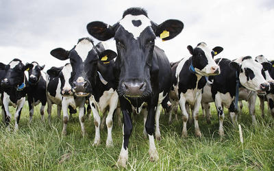 Разрешат ли продавать молоко лейкозных коров?