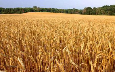 Минсельхоз называет провокацией сообщения о дефиците качественной пшеницы для хлеба