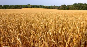 Минсельхоз называет провокацией сообщения о дефиците качественной пшеницы для хлеба