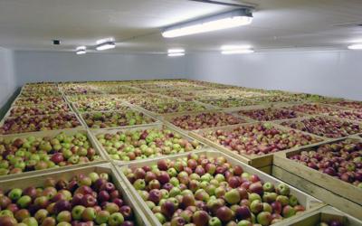 На Кубани хотят построить хранилище фруктов мощностью 2 000 тонн