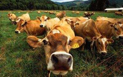 Тверская область стала лидером ЦФО по приросту продукции животноводства