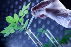 Красноярские учёные работают над внедрением нанотехнологий в сельском хозяйстве
