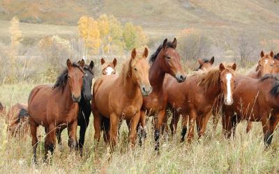 Республика Алтай привезет на «Золотую Осень» лошадей новоалтайской породы