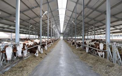 Под Воронежем заложен новый молочный комплекс на 1200 голов дойного стада