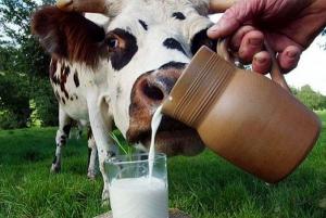 Скорректированы правила субсидирования в молочном скотоводстве
