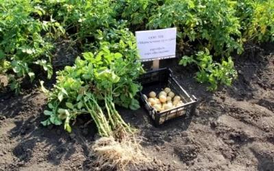 «День картофельного поля» в Челябинской области будет традиционным