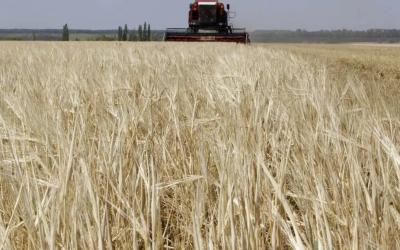 Российские аграрии отвоевали посевы у засухи, дождей и заморозков