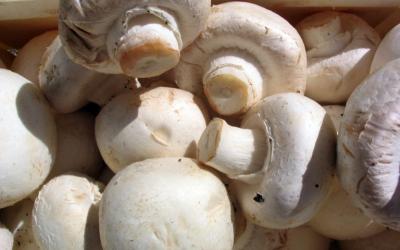 Высокотехнологичное производство грибов создадут в Пензенской области