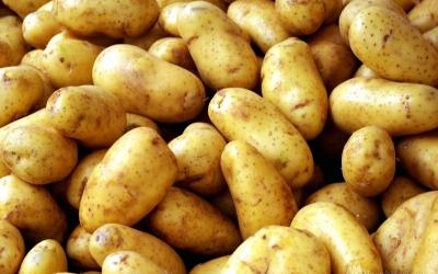 В Липецкой области запустят завод по производству картофельных полуфабрикатов