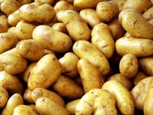 В Липецкой области запустят завод по производству картофельных полуфабрикатов