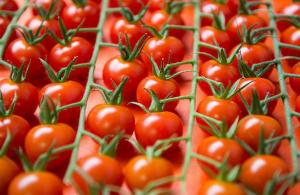 Россия рассматривает импорт томатов из Турции