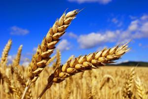 Мексика, Колумбия и Лаос впервые закупили российское зерно