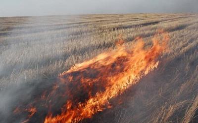 В Тамбовской области ужесточают ответственность за выжигание стерни на полях