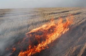 В Тамбовской области ужесточают ответственность за выжигание стерни на полях