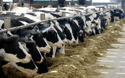 За 10 месяцев производство молока в сельхозорганизациях выросло на 3,5%
