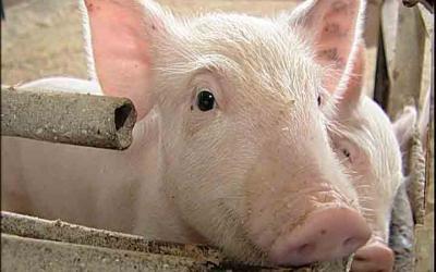 Снят запрет на поставку свиноводческой продукции из стран Евросоюза из-за АЧС