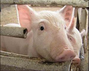 Снят запрет на поставку свиноводческой продукции из стран Евросоюза из-за АЧС