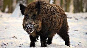 Федеральная служба по ветеринарному и фитосанитарному надзору сообщает о регистрации африканской чумы свиней (АЧС) на территории Белгородской области
