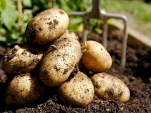 В России снизилось самообеспечение картофелем