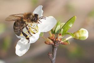 Компания Walmart планирует запустить на поля пчел-дронов