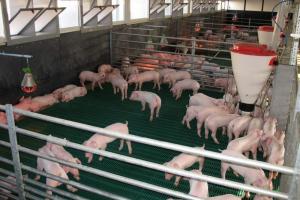 Группа компаний “Русагро” информирует о поставке первой партии животных на новые свинокомплексы в Тамбовской области