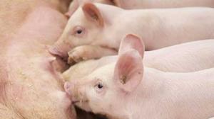 В Воронежской области предлагают отказаться от разведения свиней