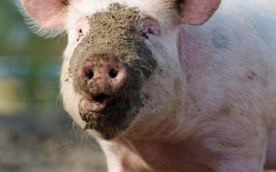 Россельхознадзор вводит временные ограничения на поставки свиней и свиноводческой продукции из Венгрии