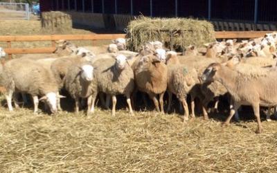 Ленинградские овцы мясной породы – среди лучших в России