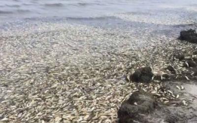 Причины массовой гибели рыбы на севере Сахалина пока не известны