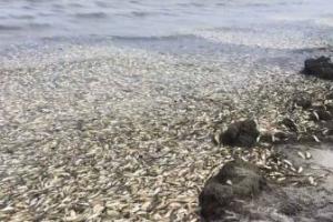 Причины массовой гибели рыбы на севере Сахалина пока не известны