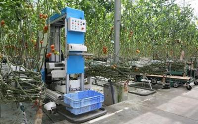 Panasonic испытывает роботов-собирателей томатов