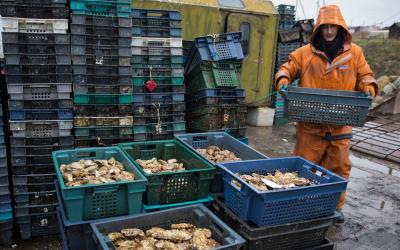 В России резко возросло производство морских деликатесов