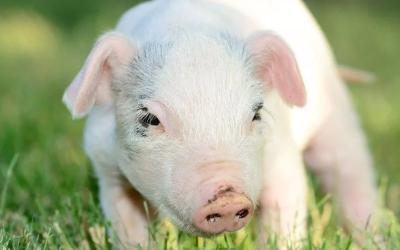 В Башкирию прибыли 388 чистопородных свиней из Дании