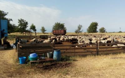 В Ростовской области нашли овец-нелегалов