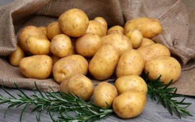 В Приморье выращивают суперэлитные семена  картофеля