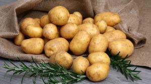 В Приморье выращивают суперэлитные семена  картофеля
