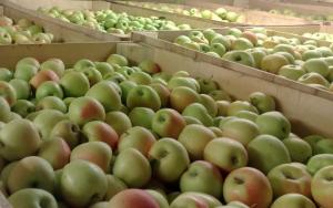 Сельхозпроизводители Кубани увеличили мощности фруктохранилищ на 20%.