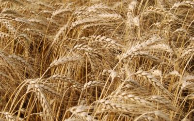 Ученые представили расшифрованный геном пшеницы