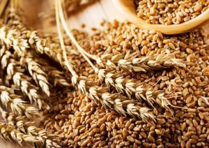 В Минсельхозе изменили прогноз урожая зерна