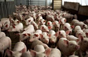 В Калининградской области более 200 свиноводческих хозяйств сменят профиль из-за АЧС