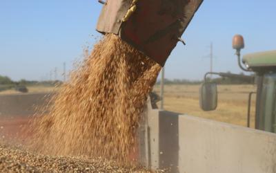 На 31 августа собрано 79,4 млн тонн зерна