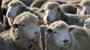Россельхознадзор сообщает о вспышке оспы овец в Амурской области