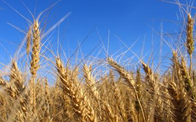 Эксперт объяснил реакцию США на хорошие показатели экспорта российской пшеницы