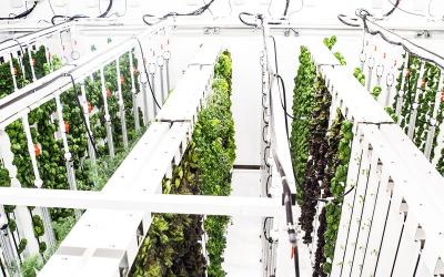 Венчурный фонд «ТилТех Капитал» инвестировал в сити-ферму, которая выращивает салаты и зелень по «марсианским» технологиям Маска