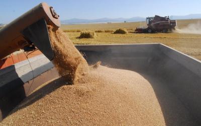 На 15 октября собрано 109,5 млн тонн зерна