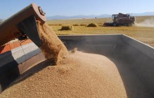 На 15 октября собрано 109,5 млн тонн зерна