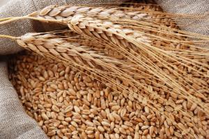Минсельхоз приступит к реализации зерна из интервенционного фонда
