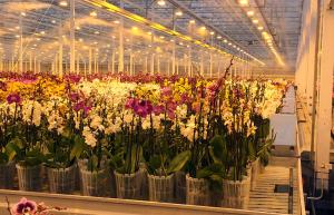 Польская компания JMP Flowers планирует построить цветочные теплицы в Смоленской области