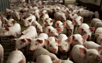 Производство продукции свиноводства за 10 месяцев текущего года увеличилось на 9,7%
